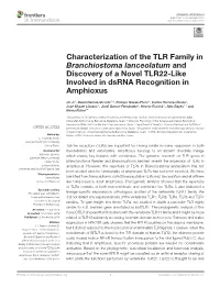 Characterization of the TLR Family in Branchiostoma Lanceolatum and Discovery of a Novel TLR22-Like Involved in Dsrna Recognition in Amphioxus