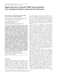 Rapid Selection of Specific MAP Kinase-Binders from Designed Ankyrin Repeat Protein Libraries