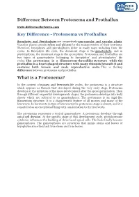 Difference Between Protenema and Prothallus