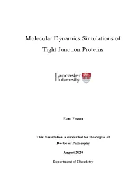 Molecular Dynamics Simulations of Tight Junction Proteins