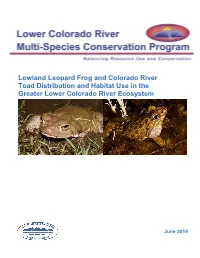 Lowland Leopard Frog and Colorado River Toad Distribution and Habitat Use in the Greater Lower Colorado River Ecosystem 2013