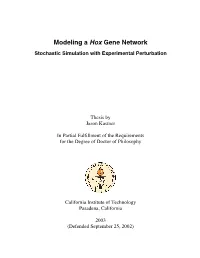 Modeling a Hox Gene Network Stochastic Simulation with Experimental Perturbation
