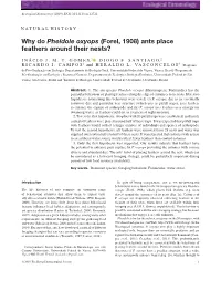 Why Do Pheidole Oxyops (Forel, 1908) Ants Place Feathers Around Their Nests?