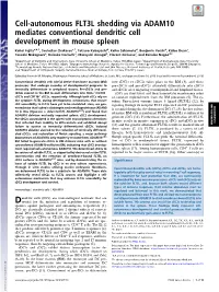 Cell-Autonomous FLT3L Shedding Via ADAM10 Mediates Conventional Dendritic Cell Development in Mouse Spleen
