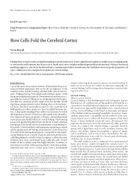 How Cells Fold the Cerebral Cortex