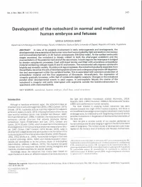Development of the Notochord in Normal and Malformed Human Embryos and Fetuses
