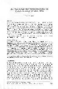 Zur Morphologie Und Merkmalsvariation Von Cycloderma Aubryi (DUMERIL, 1856)