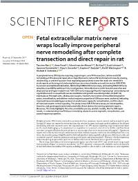 Fetal Extracellular Matrix Nerve Wraps Locally Improve Peripheral Nerve
