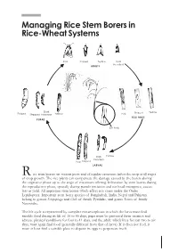 Managing Rice Stem Borers in Rice-Wheat Systems