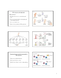 DNA Structure and Replication Three Key Features Needed for Any Model