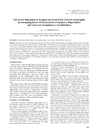 Lateral Exuvial Splits in Leaf-Mining Larvae of Pachyschelus (Coleoptera: Buprestidae) and Cameraria (Lepidoptera: Gracillariidae)
