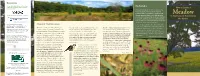 How to Create a Meadow