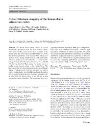 Cytoarchitectonic Mapping of the Human Dorsal Extrastriate Cortex