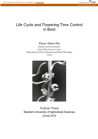 Life Cycle and Flowering Time Control in Beet