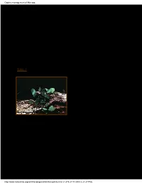 Captive Management of Atta Spp. AAZPA 1991 ANNUAL CONFERENCE PROCEEDINGS: Pp