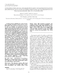 Dinophyceae), with Notes on Feeding Behavior and the Description of the Flagellar Base Area of a Planozygote1