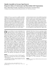 Spindle Assembly in Xenopus Egg Extracts