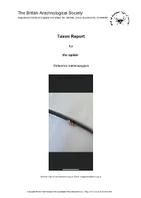 Taxon Report