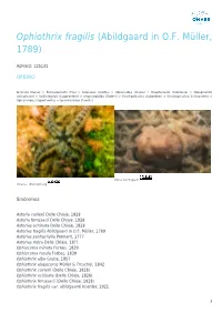 Ophiothrix Fragilis (Abildgaard in O.F