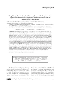 (Sipuncula: Antillesomatidae), with the Description of a New Species