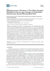 Lineages in Switzerland Inferred from Ancient Mitochondrial DNA