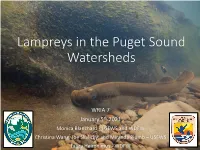 Lampreys in the Puget Sound Watersheds