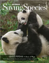 Giant Pandas