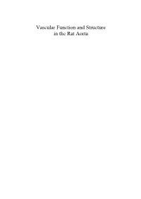 Vascular Function and Structure in the Rat Aorta