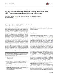 Persistence of Ecto- and Ectendomycorrhizal Fungi Associated with Pinus Montezumae in Experimental Microcosms