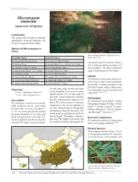 Microstegium Vimineum