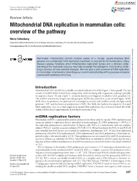 Mitochondrial DNA Replication in Mammalian Cells: Overview of the Pathway
