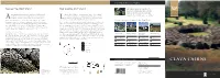 Clava-Cairns.Pdf