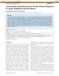 Coral Growth and Bioerosion of Porites Lutea in Response to Large Amplitude Internal Waves