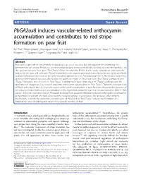 Pbga2ox8 Induces Vascular-Related Anthocyanin Accumulation And