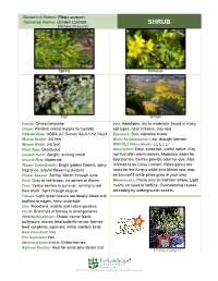 Botanical Name: Ribes Aureum, Common Name: Golden Currant SHRUB RHI-Bees AR-Ee-Uhm