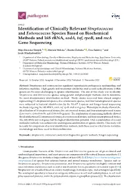 Identification of Clinically Relevant Streptococcus and Enterococcus