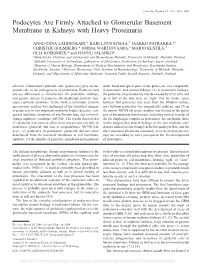 Podocytes Are Firmly Attached to Glomerular Basement Membrane in Kidneys with Heavy Proteinuria