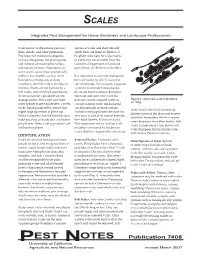 Scale Insects.Pdf