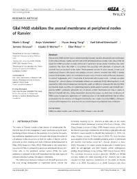 Glial M6B Stabilizes the Axonal Membrane at Peripheral Nodes of Ranvier