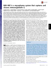 MIB–MIP Is a Mycoplasma System That Captures and Cleaves Immunoglobulin G