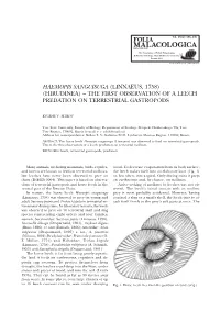 Haemopis Sanguisuga (Linnaeus, 1758) (Hirudinea) – the First Observation of a Leech Predation on Terrestrial Gastropods
