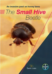 The Small Hive Beetle 2 the Small Hive Beetle INTRODUCTION 3