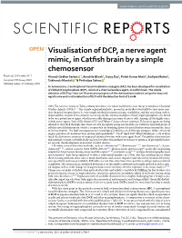 Visualisation of DCP, a Nerve Agent Mimic, in Catfish Brain by a Simple