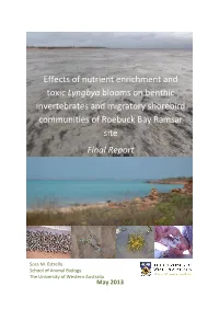 Effects of Nutrient Enrichment and Toxic Lyngbya Blooms on Benthic Invertebrates and Migratory Shorebird
