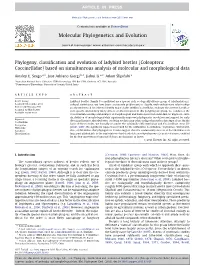 Phylogeny, Classification and Evolution of Ladybird Beetles