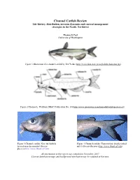 Channel Catfish Review Life-History, Distribution, Invasion Dynamics and Current Management Strategies in the Pacific Northwest