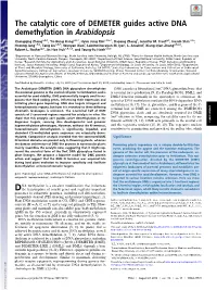 The Catalytic Core of DEMETER Guides Active DNA Demethylation in Arabidopsis