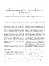 Structure of Staminate Flowers, Microsporogenesis, and Microgametogenesis in Helosis Cayennensis Var