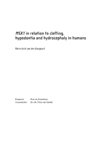 MSX1 in Relation to Clefting, Hypodontia and Hydrocephaly in Humans