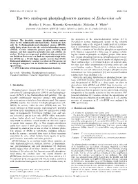 The Two Analogous Phosphoglycerate Mutases of Escherichia Coli